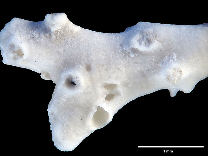 Senckenberg, Bryozoa, Bryozoen, Moostierchen, Sammlung Voigt