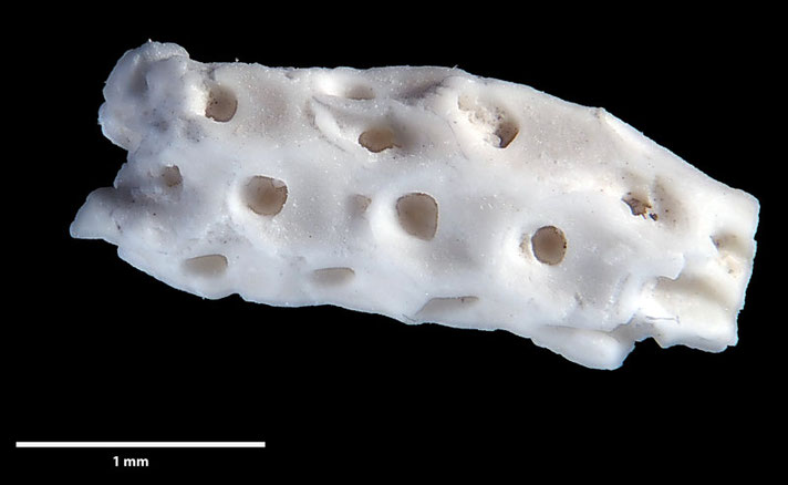 Senckenberg, Bryozoa, Bryozoen, Moostierchen, Sammlung Voigt