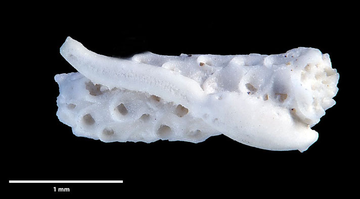 Senckenberg, Bryozoa, Bryozoen, Moostierchen, Sammlung Voigt