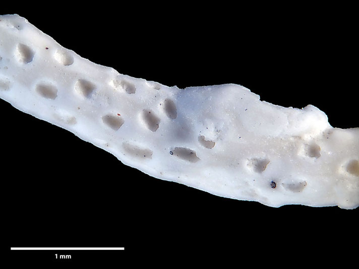 Senckenberg, Bryozoa, Bryozoen, Moostierchen, Sammlung Voigt