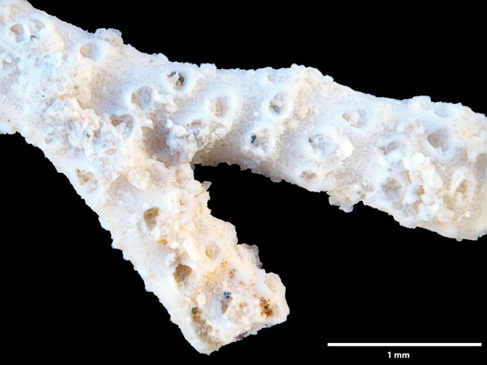 Senckenberg, Bryozoa, Bryozoen, Moostierchen, Sammlung Voigt