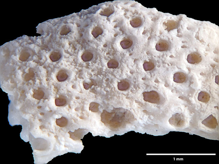 Senckenberg, Bryozoa, Bryozoen, Moostierchen, Sammlung Voigt