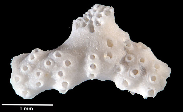 Senckenberg, Bryozoa, Bryozoen, Moostierchen, Sammlung Voigt