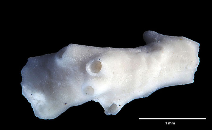 Senckenberg, Bryozoa, Bryozoen, Moostierchen, Sammlung Voigt