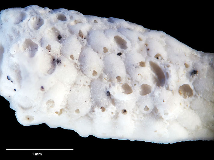 Senckenberg, Bryozoa, Bryozoen, Moostierchen, Sammlung Voigt