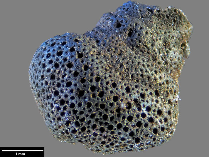 Senckenberg, Bryozoa, Bryozoen, Moostierchen, Sammlung Voigt