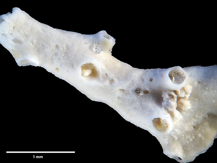 Senckenberg, Bryozoa, Bryozoen, Moostierchen, Sammlung Voigt