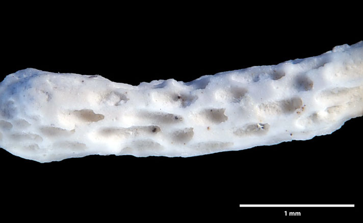 Senckenberg, Bryozoa, Bryozoen, Moostierchen, Sammlung Voigt