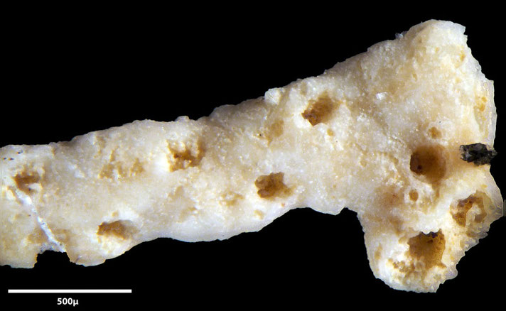 Senckenberg, Bryozoa, Bryozoen, Moostierchen, Sammlung Voigt