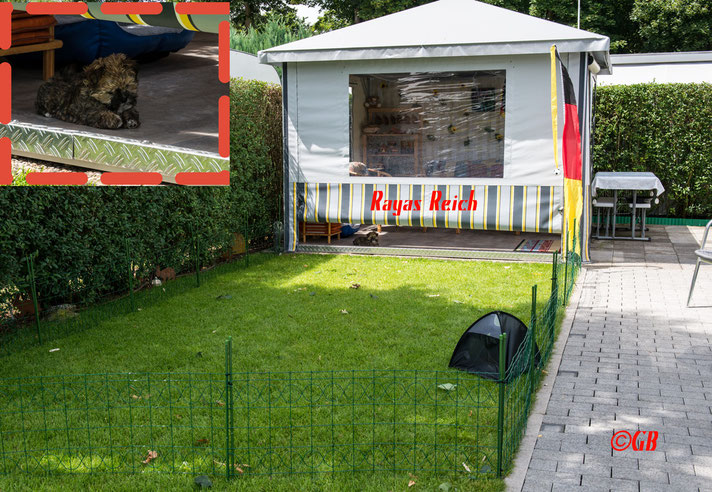 Bolonka Zwetna Welpe Rayas Reich.  Grünenthals Hund auf dem Campingplatz Steinrodsee in Gräfenhausen.