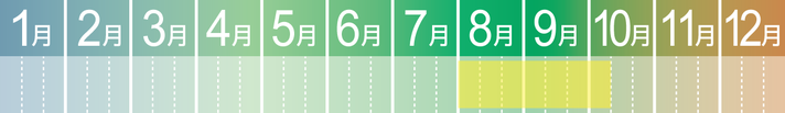 MARGELY_マージェリー_十勝_とうもろこし
