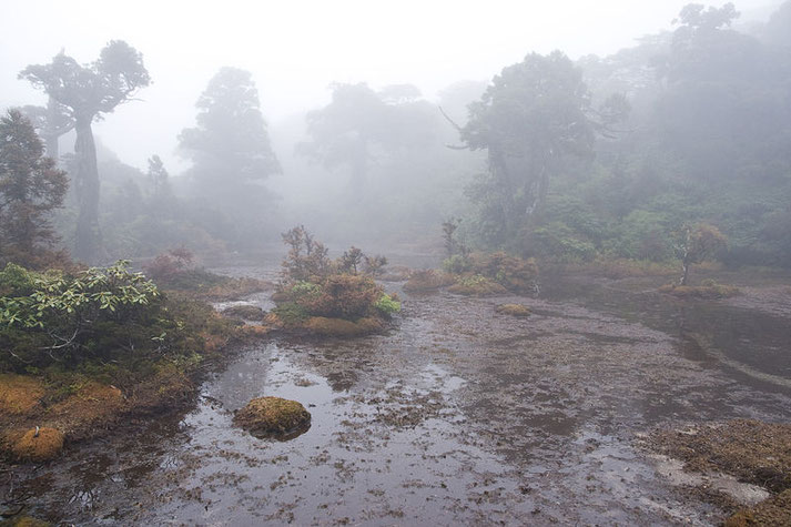 Yakushima Source: Wikipedia