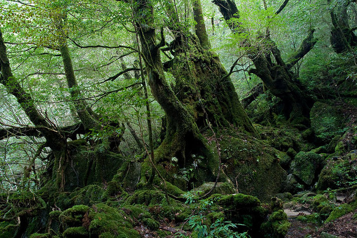 Yakushima Source: Wikipedia