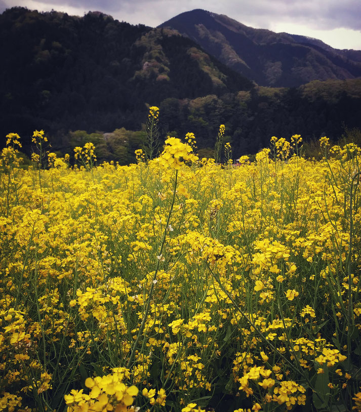 A flower field near Seoto no Yu all rights reserved by onegai kaeru