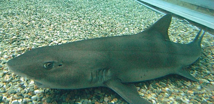 You will see many cute sharks ( real name: Banded houndshark) Source: Wikipedia