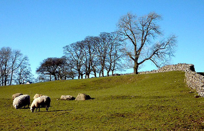 Grafschaft Westmoreland UK  ● Sheep at Whygill Head ● by Wikipedia ● © Karl and Ali 2012 ● Creative-Commons-Lizenz