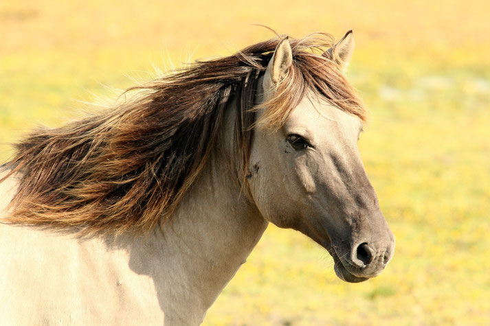 Close-up of a light brown horse with a dark, windswept mane standing in a sunlit field of yellow flowers.