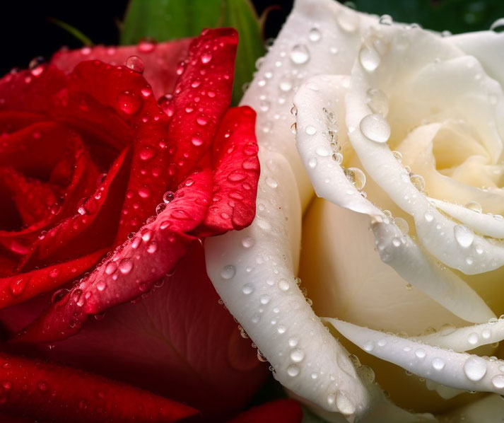  A close-up of a red rose and a white rose, both covered in glistening water droplets, creating a vivid and fresh contrast of colors and textures.