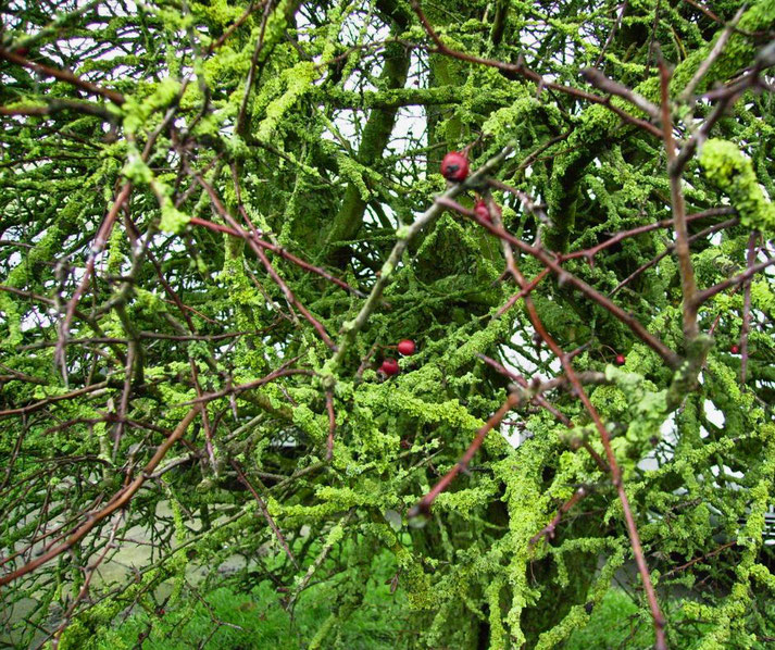 Close-up of tangled tree branches covered in green moss and lichen, with a few small red berries scattered throughout.