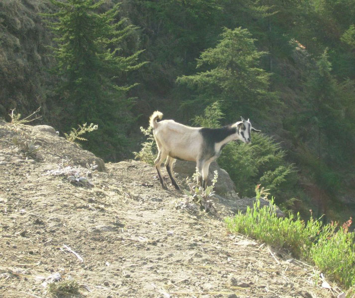 A goat stands on a rocky hillside with sparse vegetation, overlooking a forested valley with evergreen trees.