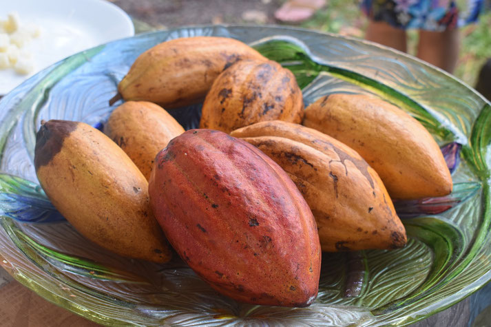 A decorative glass plate holds several cacao pods in shades of yellow, orange, and red, with natural blemishes. 