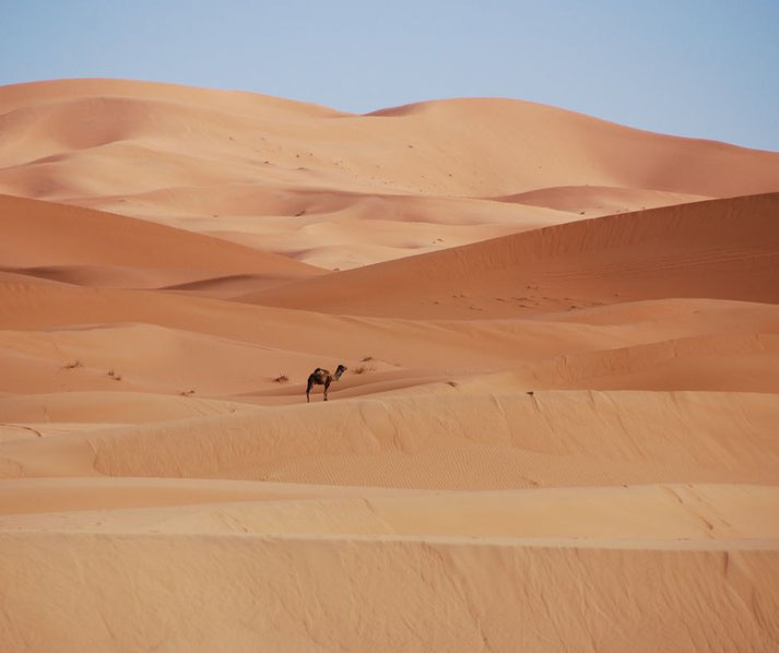 A lone camel stands among vast rolling sand dunes under a clear blue sky in a desert landscape.