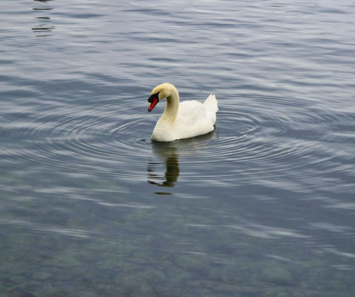 A serene white swan gliding on calm, reflective water, creating gentle ripples around it. The clear water reveals a hint of the rocky bottom underneath.