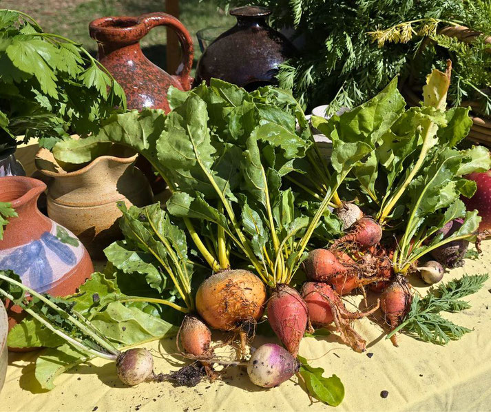 Freshly harvested root vegetables with leafy tops rest on a table among rustic pottery and herbs in bright daylight.