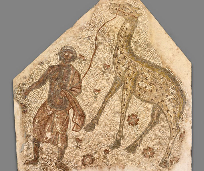A 5th-century Byzantine mosaic shows a man guiding a giraffe, crafted from stone tesserae, once part of a villa floor in Syria or Lebanon.