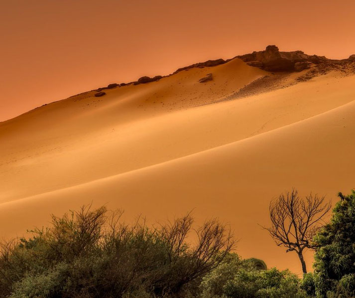 Golden sand dunes slope beneath a vivid orange sky, with sparse vegetation and a lone bare tree in the foreground.