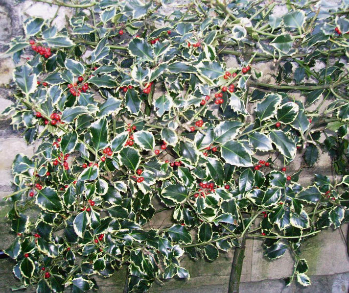 Holly bush with glossy green leaves, cream-colored edges, and clusters of bright red berries against a stone wall.