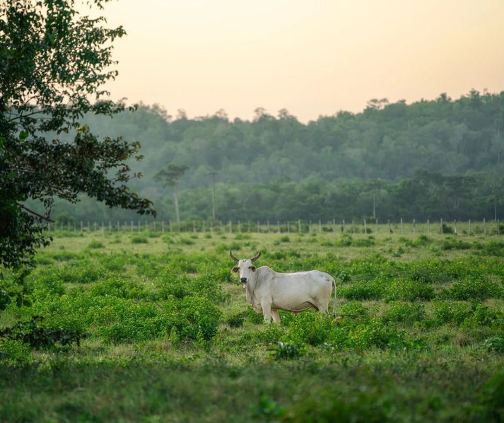 A white cow stands in a lush green field, surrounded by vegetation and backed by a dense forest. The soft light of sunset casts a warm glow over the peaceful rural landscape.