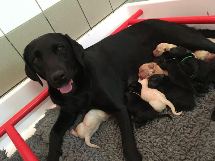 LEKI et ses 12 chiots nés la veille des canidéennes 2017 qui se sont tenues au CESECAH. Credit photo : CESECAH