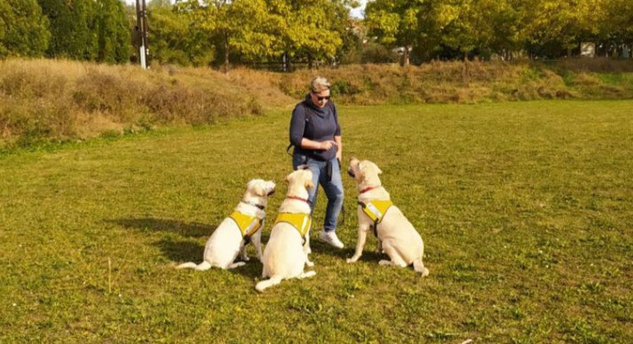 Noémie en période de dressage de trois labradors sable dans une vaste plaine