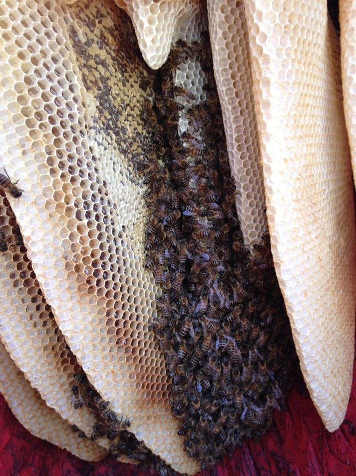 wie Bienen in Figurenbeuten leben, viel Honig, wenig Zucker, Einwinterung