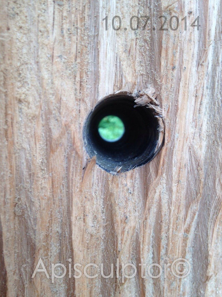 Das Flugloch im Korb bei Rapunzel für Bienen