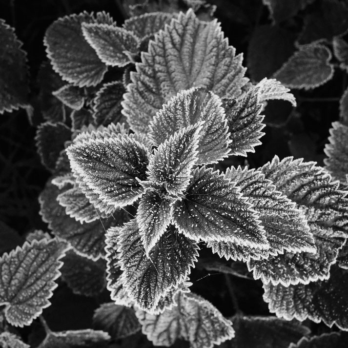 ©Stephane Moreau - Photographe - Chalonnes sur Loire