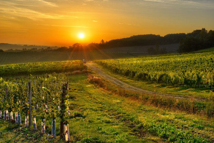 Bergerac vineyards