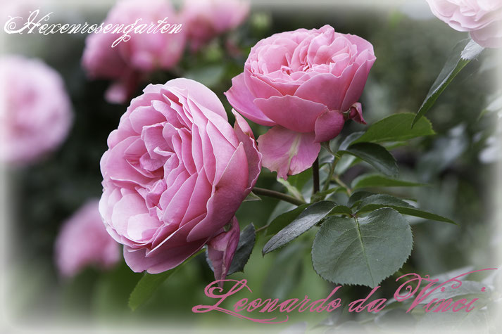 Rosiger Adventskalender im Hexenrosengarten - Rose Leonardo da Vinci - Floribundarose von Meilland