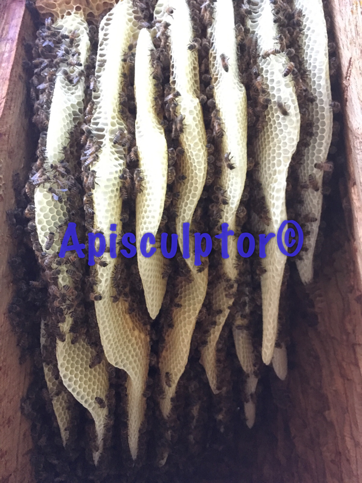 Bienen im Bauch des Burg Zeidlers