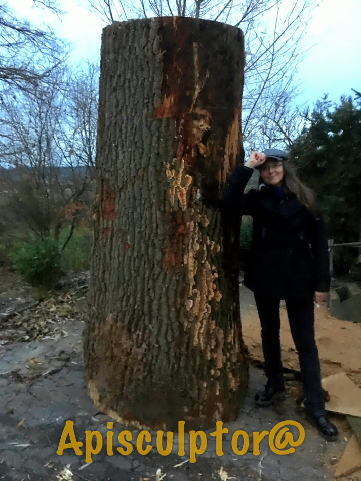 Tronc d'arbre pour une ruche d'abeilles