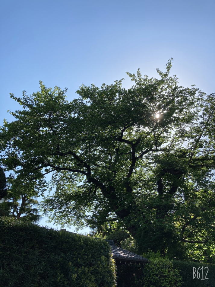 駅までの道は何本かあるけれど･･･あなたの下を通って送り出されたくて、この道を通ります。桜の季節も見事でしたが、新緑の季節も雄大で、空にのびやかに幹を放つ姿に胸が膨らみます。忙しい日々をおくる都会人の守護神のような一本桜。こんなに野性味のある桜の樹は見たことがないのです。あなたがいる街はだいじょうぶ･･･そんな気がしてくるから素敵です【千歳船橋】