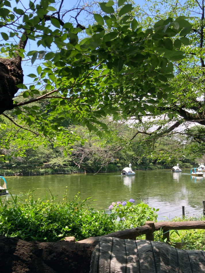 緑満ちる「井の頭公園」