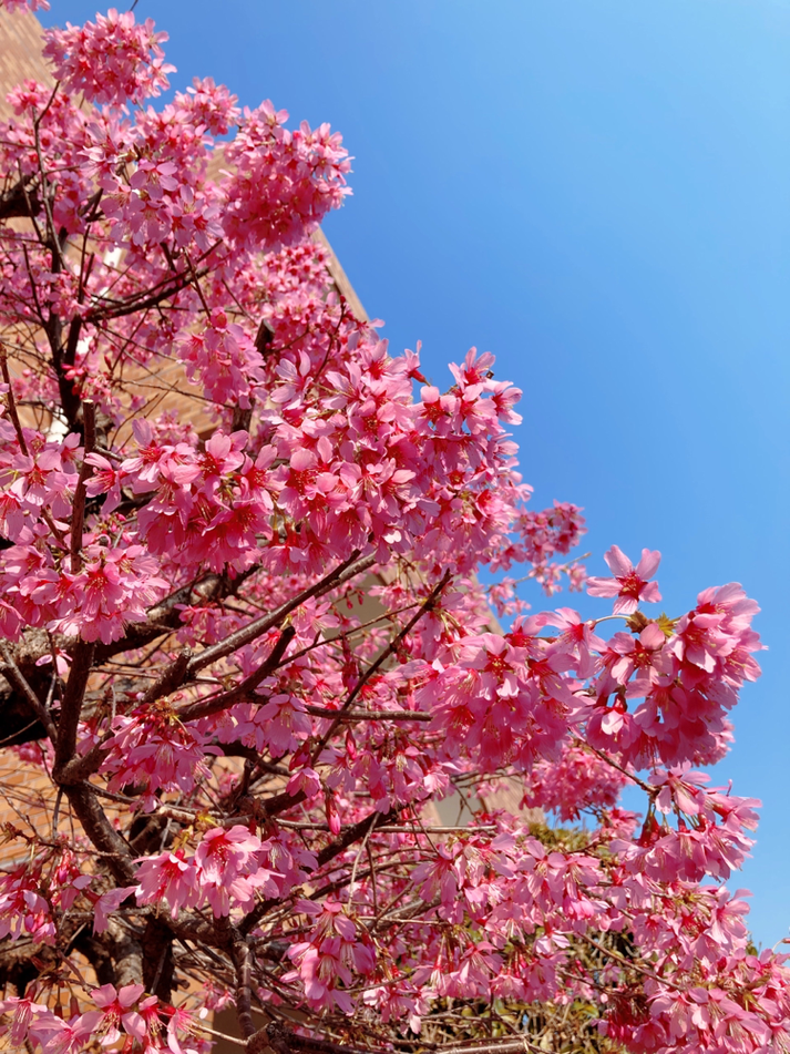 #花海棠 #花海棠が満開です #桃色と青空 #3月の花 #春が来た🌸 #濃いピンク色 #皆が振り返る #春を告げる花 
