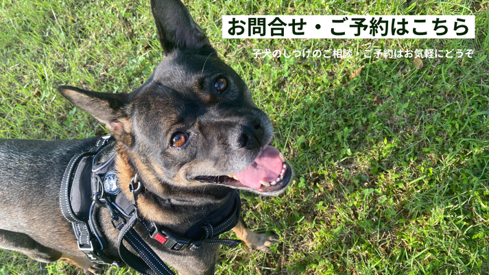 ドッグトレーナーを見つめるかわいい犬