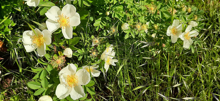 Weiße Blüten einer Wildrose