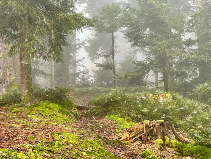 Alpenpanoramaweg zur Blasenflue