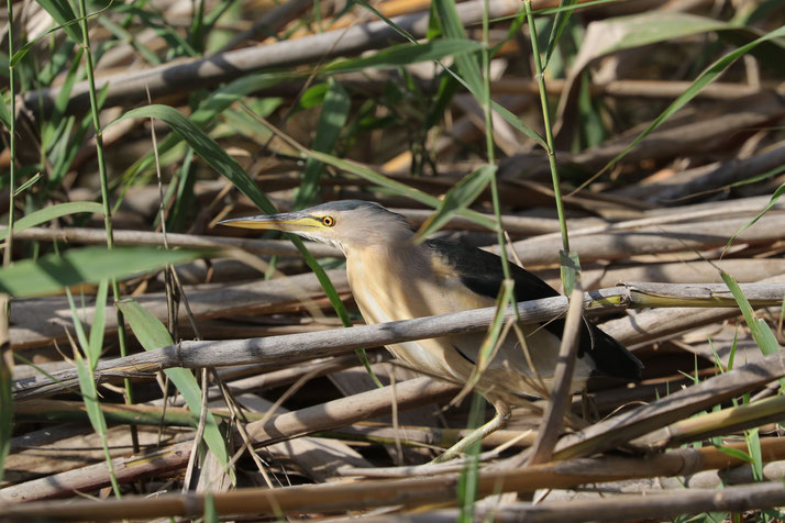 Zwergdommel (Ixobrychus minutus)