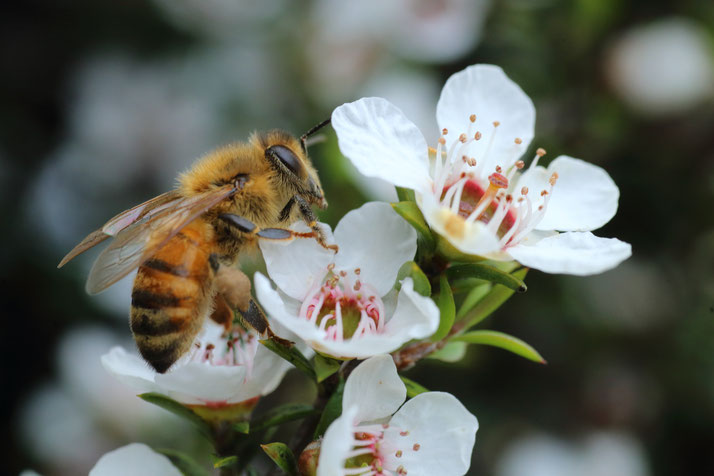 Abeille en gros plan butinant une fleur de Manuka de Nouvelle-Zélande, 4 fleurs de Manuka avec ses étamines et feuilles, l'arrière plan est un peu flouté