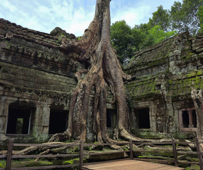 A massive tree grows over ancient stone temple ruins, with roots spreading across walls and doorways.